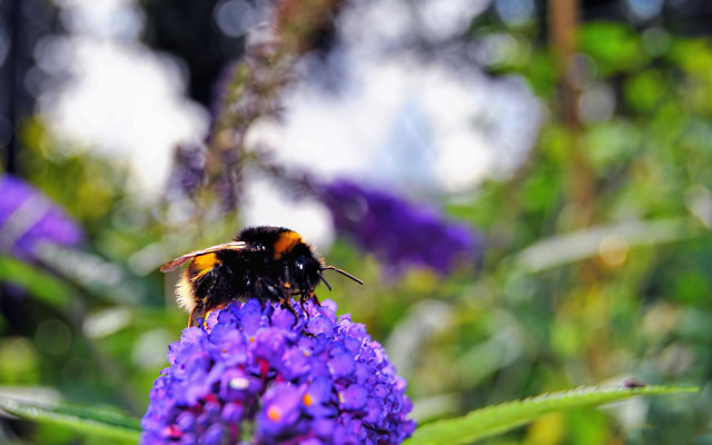Bee purple flower field summer free wallpaper - medium preview image