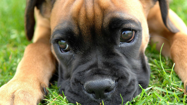 Dog sad laying grass closeup #2 free wallpaper - medium preview image