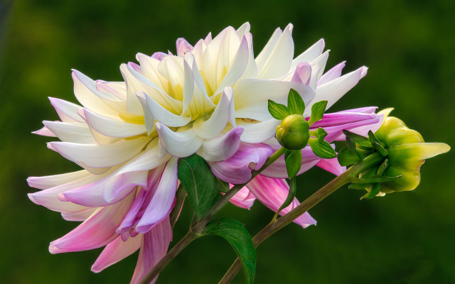 Flowers vase green background naturalism free wallpaper - medium preview image