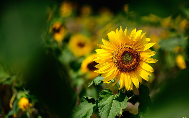 Sunflower field yellow bloom bokeh free wallpaper - medium preview image