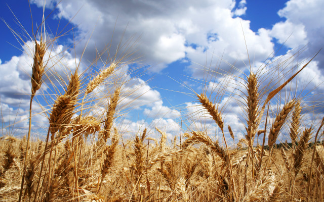 Wheat field cloudy sky dahlov free wallpaper - medium preview image