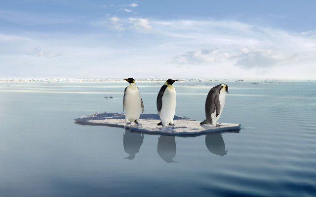 Penguins ice ocean sky clouds free wallpaper - medium preview image