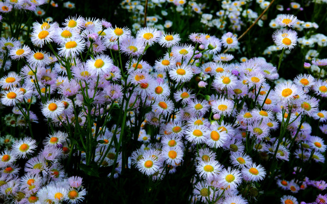 Flower field impressionism macro daisy free wallpaper - medium preview image