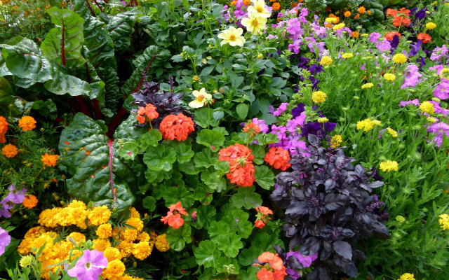 Garden colorful flower field puzzle free wallpaper - medium preview image