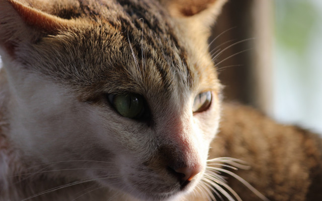 Cat green eyes window blurry #2 free wallpaper - medium preview image