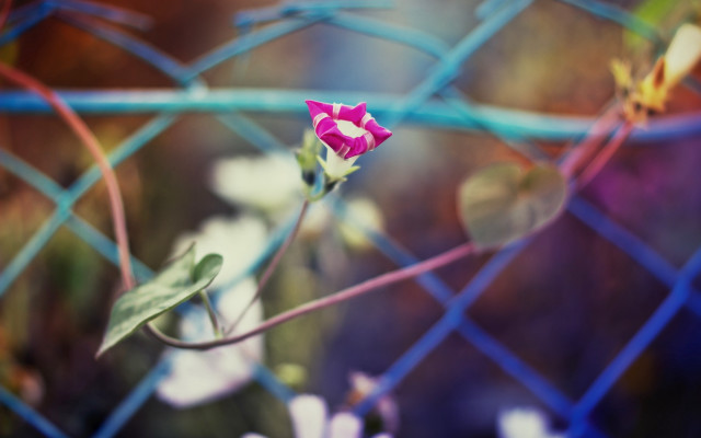 Pink flower fence blurry background free wallpaper - medium preview image