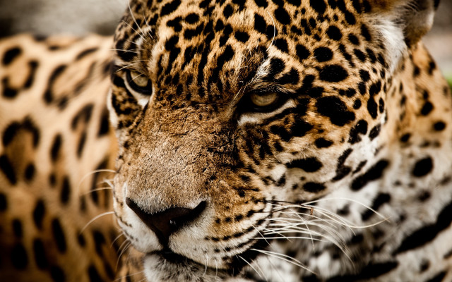 Leopard closeup bokeh depthoffield blurry free wallpaper - medium preview image