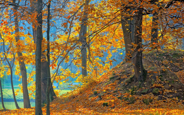 Forest autumn leaves impressionist sky free wallpaper - medium preview image