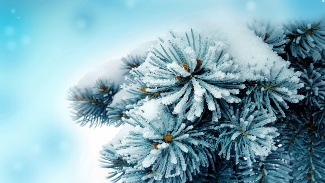 Pine snow branches blue background free wallpaper - medium preview image