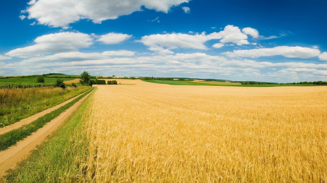 Wheat field dirt road blue #3 free wallpaper - medium preview image