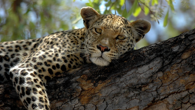 Leopard resting tree branch forest free wallpaper - medium preview image