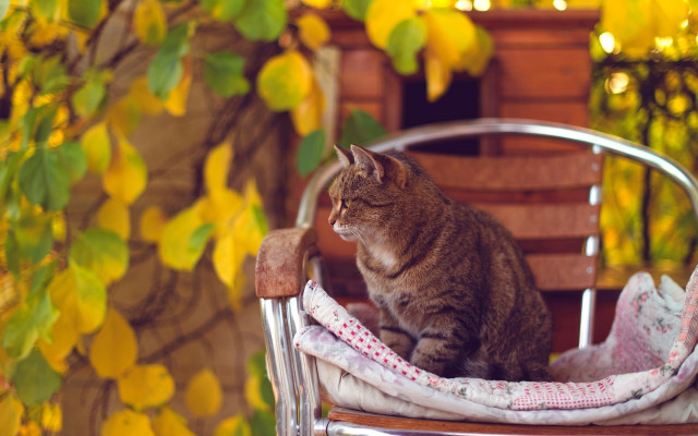 Cat garden yellow flowers bokeh free wallpaper - medium preview image