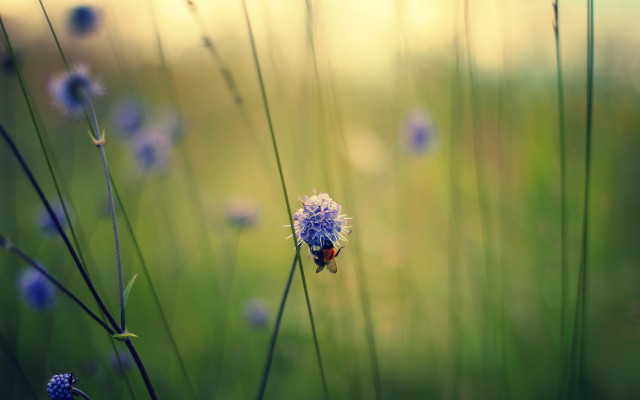 Bug flower field grass blur free wallpaper - medium preview image