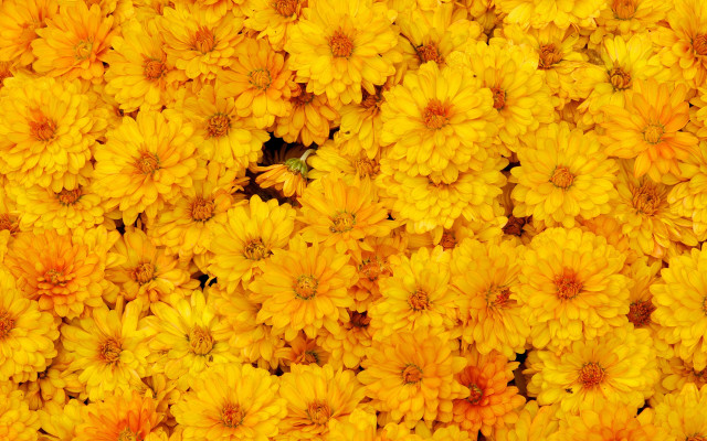 Yellow flower bee pattern autumn free wallpaper - medium preview image
