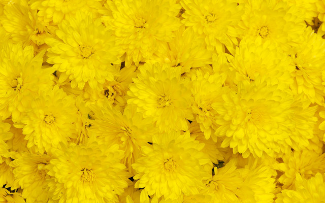 Yellow flower macro fireworks autumn free wallpaper - medium preview image