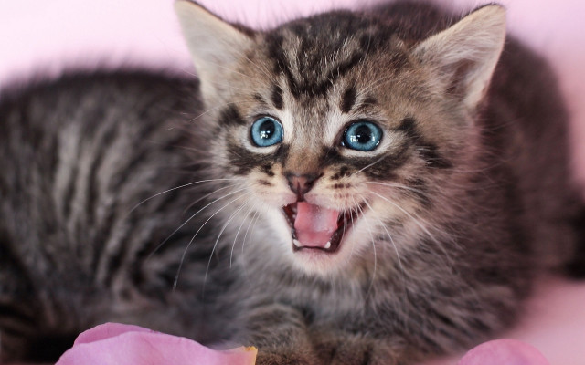Kitten open mouth tongue pink free wallpaper - medium preview image