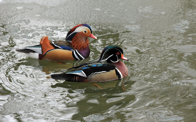 Ducks pond water vivid colors free wallpaper - medium preview image