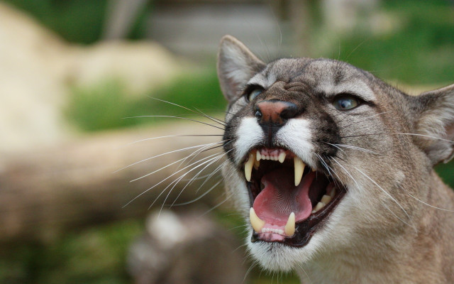 Cat open mouth sharp claws #2 free wallpaper - medium preview image