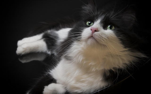 Black white cat green eyes #4 free wallpaper - medium preview image