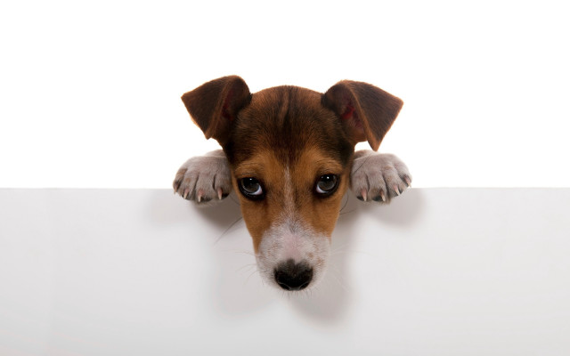 Dog peeking white sign paw free wallpaper - medium preview image