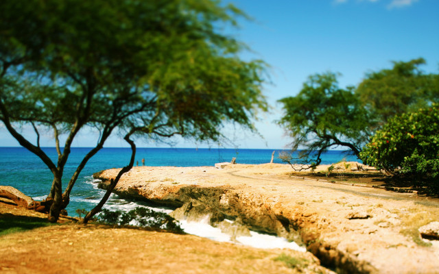 Beach tree water autumn tilt free wallpaper - medium preview image