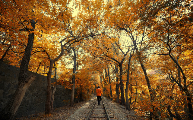 Person walking traintrack autumn forest free wallpaper - medium preview image