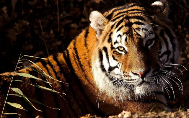 Tiger laying shade tree sunlight free wallpaper - medium preview image