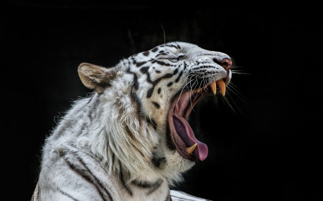 White tiger open mouth teeth free wallpaper - medium preview image