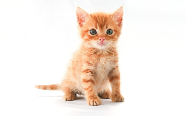 Orange kitten blue eyes conceptual free wallpaper - medium preview image