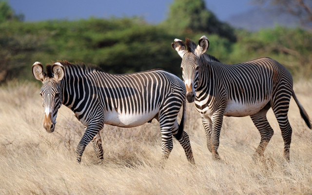 Zebras drygrass wildlife nature puzzle free wallpaper - medium preview image