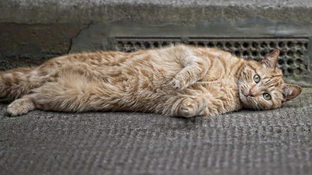 Cat lying ground open eyes free wallpaper - medium preview image