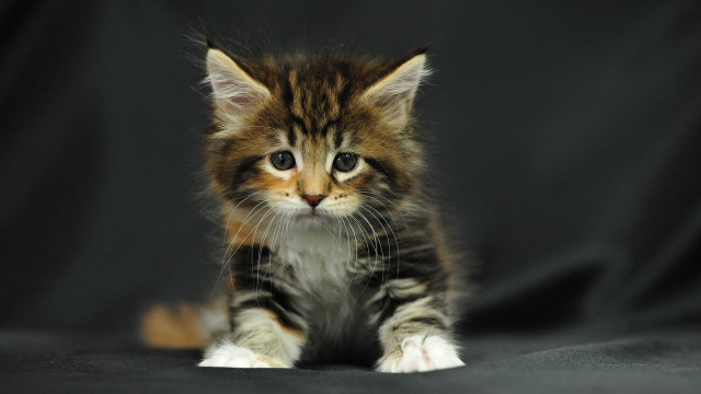 Small kitten black surface black free wallpaper - medium preview image