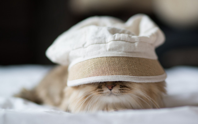 Cat hat bed surreal award free wallpaper - medium preview image
