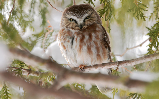Brown owl snow branch nature free wallpaper - medium preview image