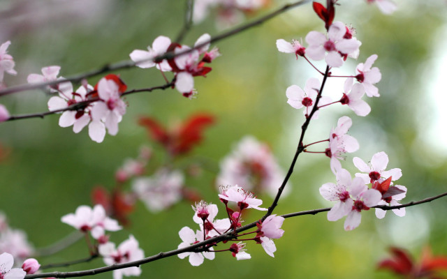 Pink flowers branch macro blurry #2 free wallpaper - medium preview image