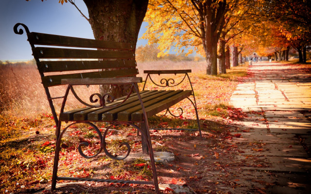 Autumn leaves bench tree path free wallpaper - medium preview image