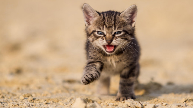 Kitten walking sandy ground open free wallpaper - medium preview image