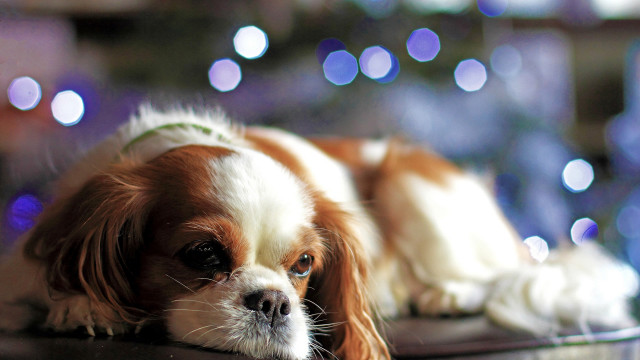 Dog christmas tree bokeh bubbles free wallpaper - medium preview image