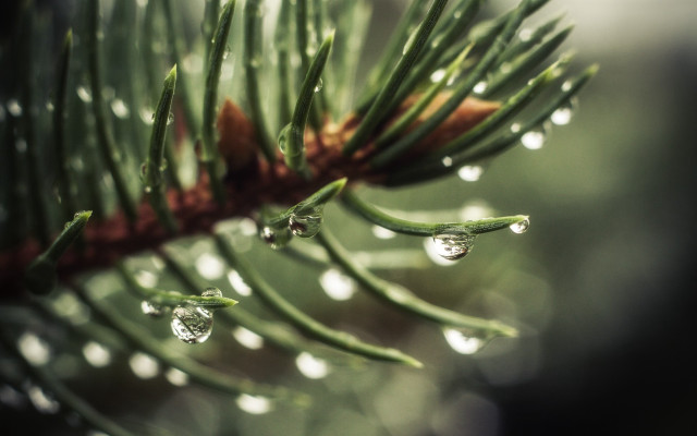 Pine branch water drops bokeh free wallpaper - medium preview image
