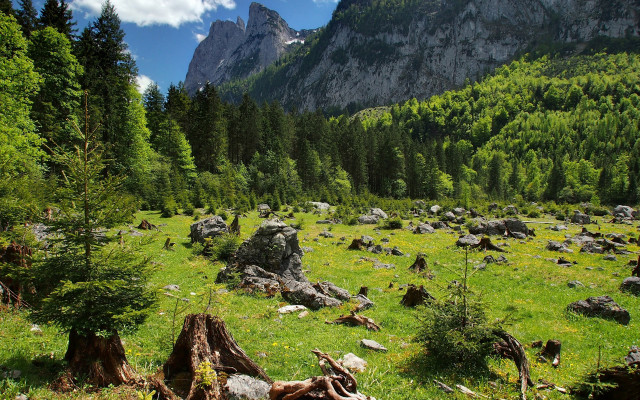 Grassy field trees rocks mountain free wallpaper - medium preview image