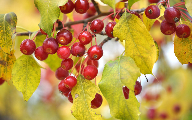 Branch red berries green leaves free wallpaper - medium preview image