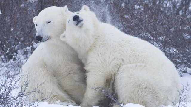 Polar bears snow ecological art #2 free wallpaper - medium preview image