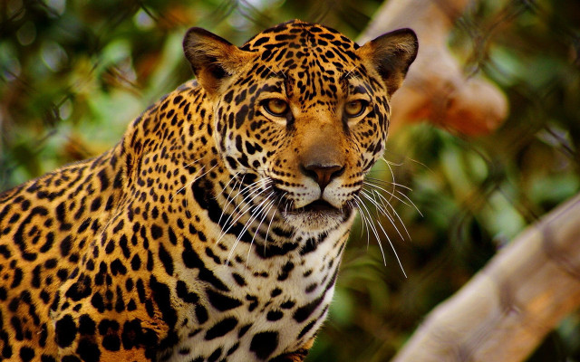 Leopard closeup tree branch blurry free wallpaper - medium preview image