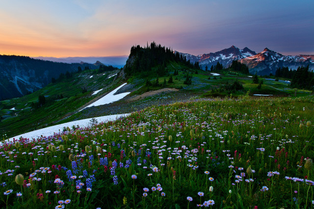 Mountain wildflowers sunset lake forest free wallpaper - medium preview image