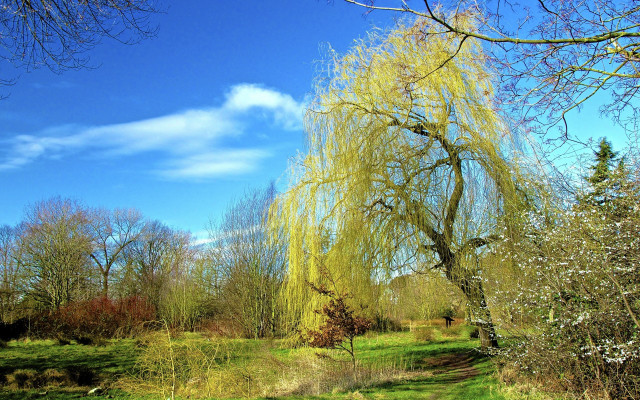 Yellow leaves tree park path free wallpaper - medium preview image