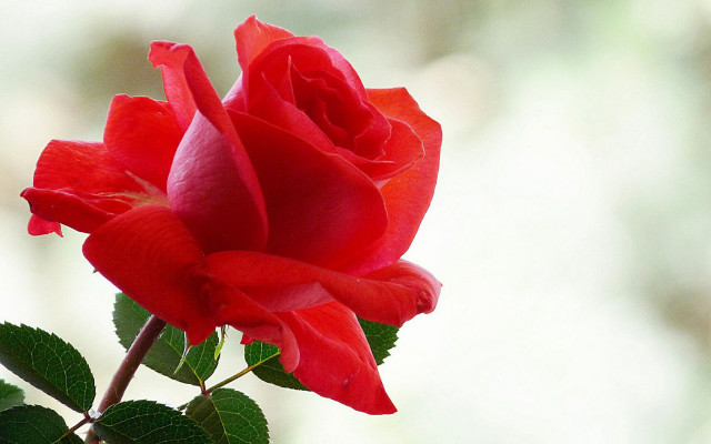 Red rose green leaves window free wallpaper - medium preview image