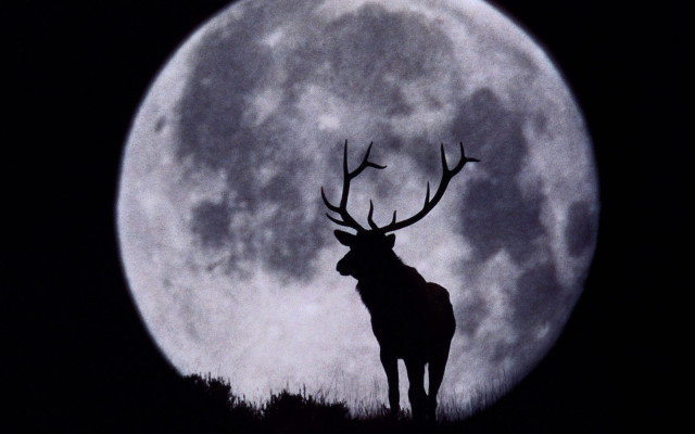 Deer moon ants illustration award free wallpaper - medium preview image