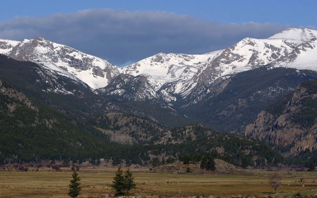 Mountain snow trees cows outdoor free wallpaper - medium preview image