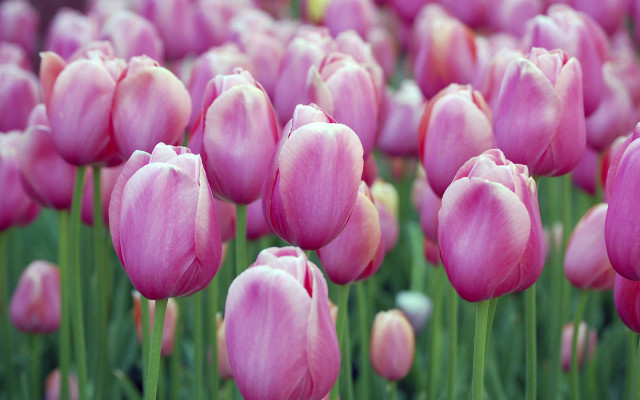 Pink tulips yellow center blurry free wallpaper - medium preview image