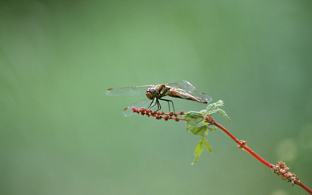 Dragonfly branch green background macro free wallpaper - medium preview image